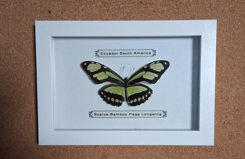 Taxidermy real framed scarce - real,
